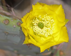 Opuntia species - Prickley Pear