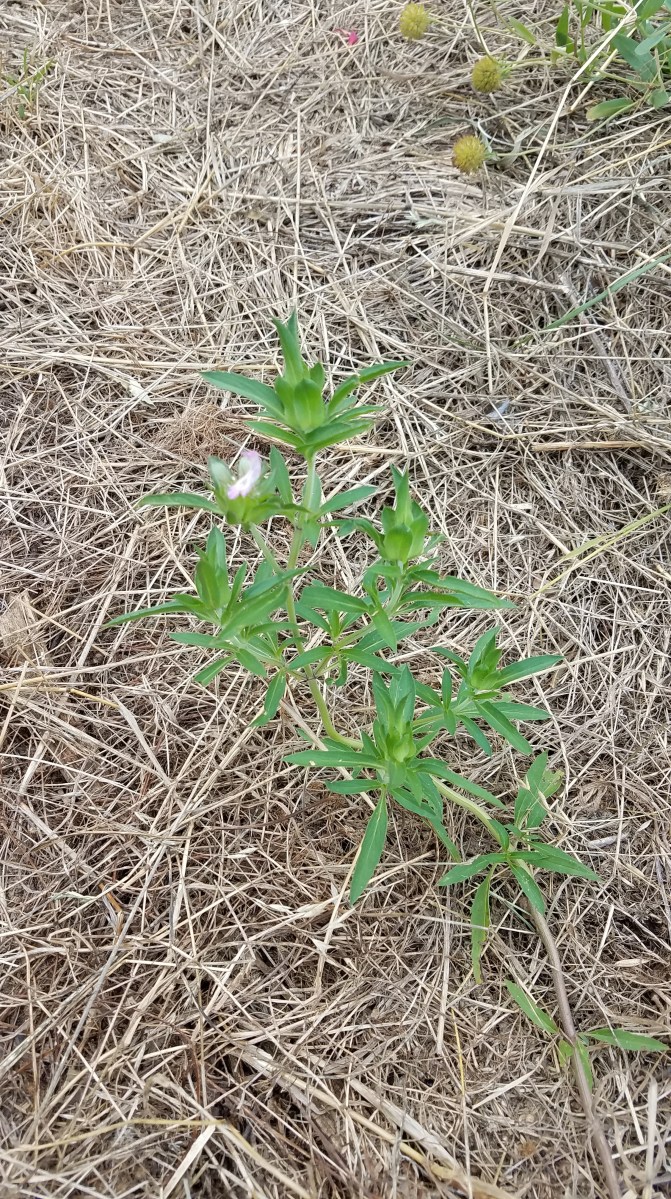 Horsemint / Bee Balm