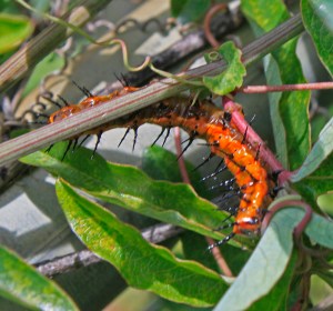 Agraulis vanillae Gulf Fritillary Butterfly on Passiflora sp