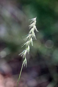 Bouteloua rigidiseta va rigidiseeeta - Texas grama Bouteloua rigidiseta va rigidiseeeta - Texas grama
