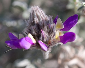 Dalea greggii - Gregg dalea Dalea greggii - Gregg dalea