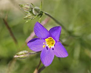 Blue Gilia - Gilia rigidula Blue Gilia - Gilia rigidula