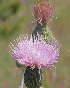 Cirsium undulatum - Plumed Thistle Cirsium undulatum - Plumed Thistle