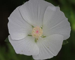 Callirhoe involucrata - Winecup Callirhoe involucrata - Winecup