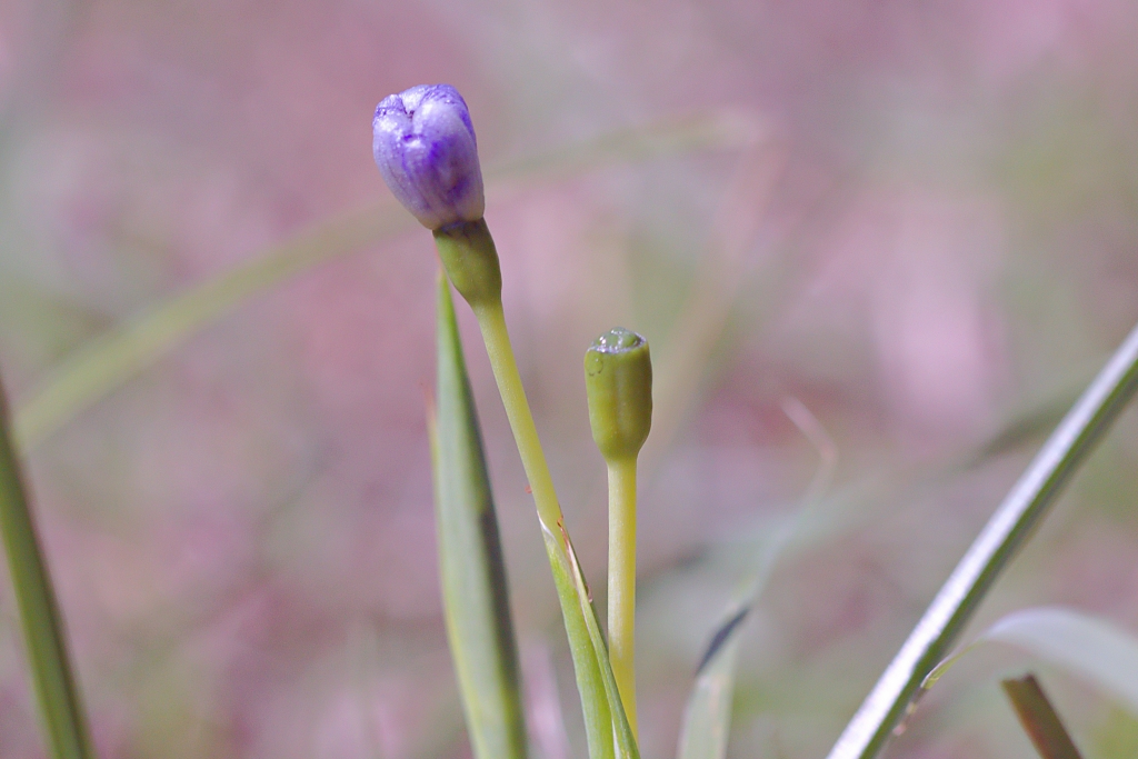 Tomorrow, and tomorrow... the petals have folded, and then the fruit begins to form, as seen left to right.