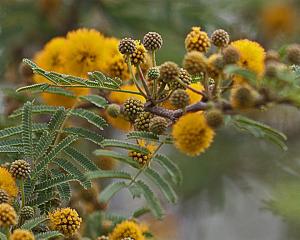 Huisache - Acacia farnesiana Huisache - Acacia farnesiana