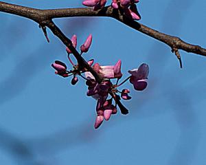 redbud redbud