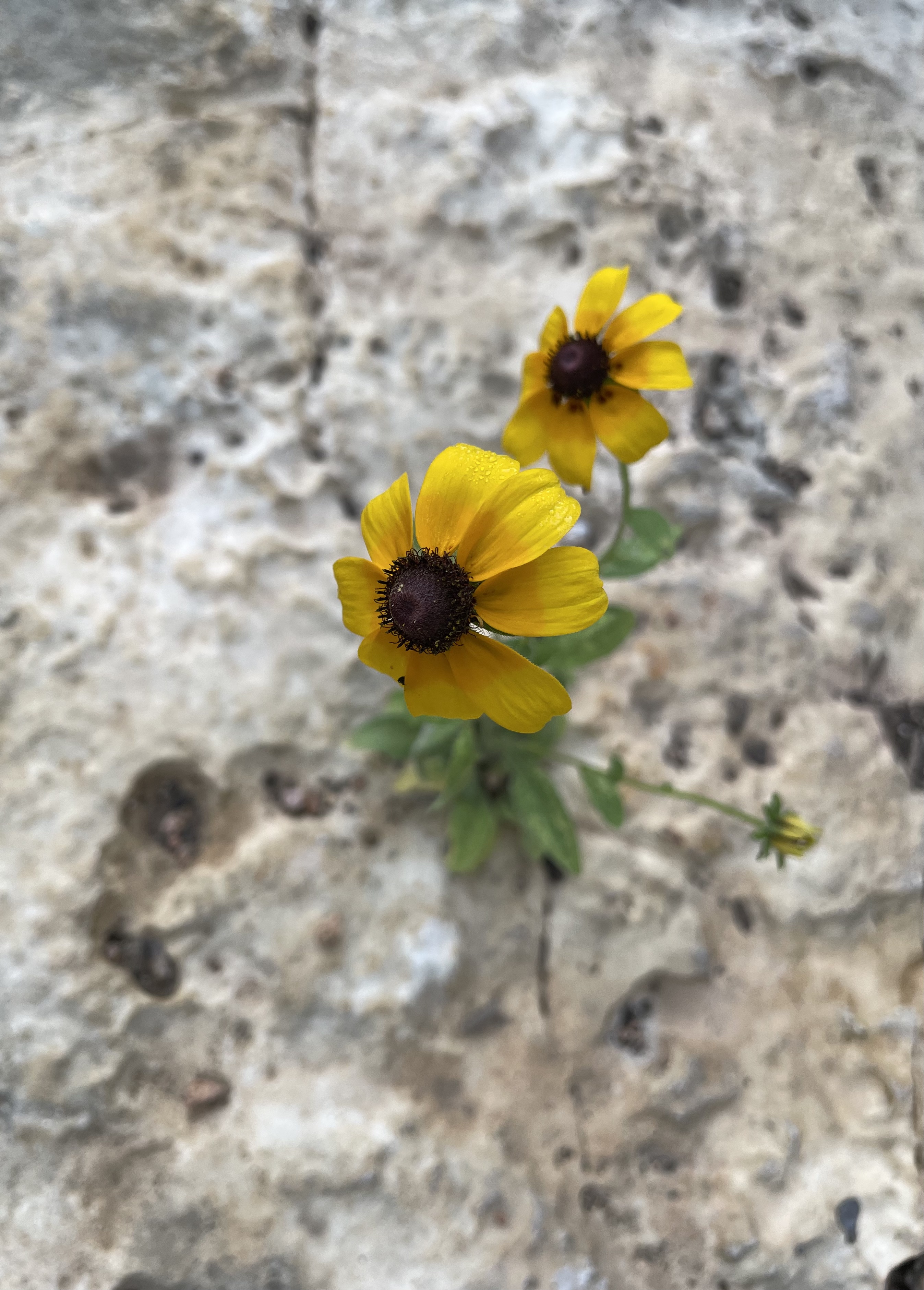 Rudbeckia hirta - Black (or Brown) Eyed Susan