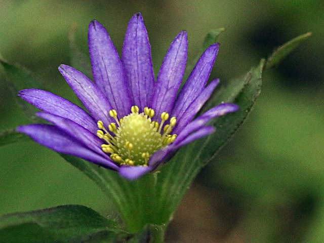 Anemone berlandieri