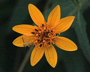 Wedelia texana - Zexmenia