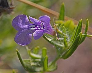 Scutellaria Drummondii - Drummond's Skullcap