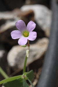 Oxalis drummondii - Drummond's Woodsorrel