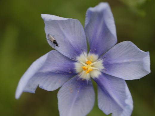 Nemastylis geminiflora - Prairie Celestial