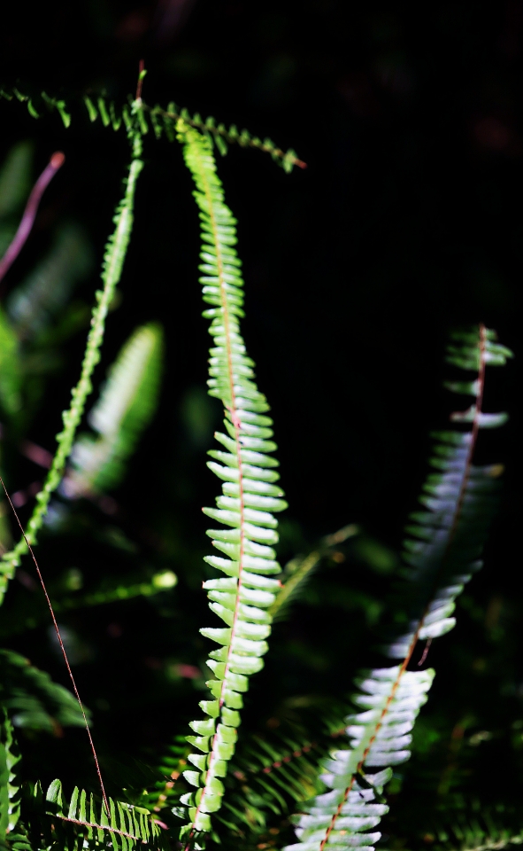 2022-01-18-003708-fishbonefern