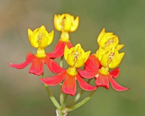 Asclepias species - Butterfly Weed Asclepias species - Butterfly Weed