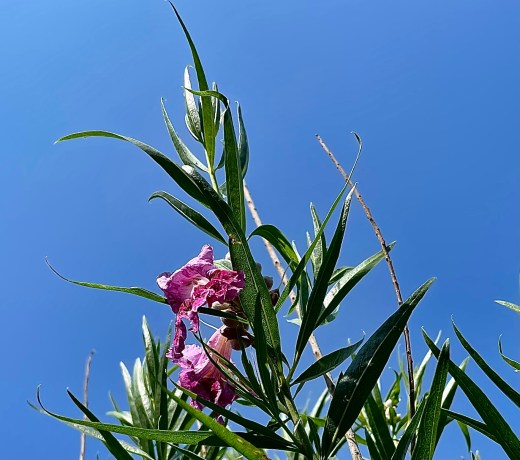 - Poverty Weed/Roosevelt Weed