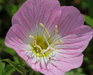 Oenothera speciosa - Pink Evening Primrose