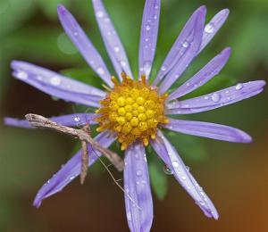 Symphyotricum oblongifolium - Fall Aster