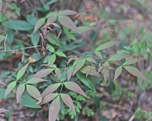 Nandina domestica - Heavenly Bamboo