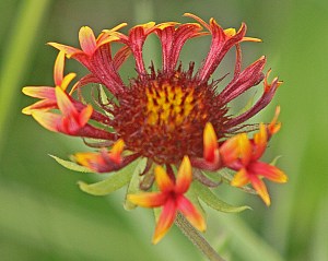 Gaillardia aestivalis var aestivalis - Prairie Gaillardia