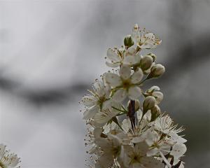 Prunus mexicana - Mexican Plum Prunus mexicana - Mexican Plum
