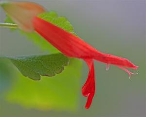 Salvia regla - Mountain Sage 