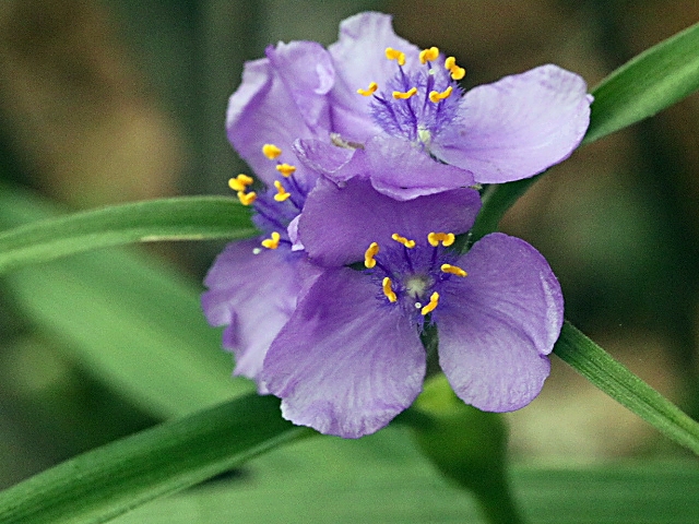 Tradescantia gigantea