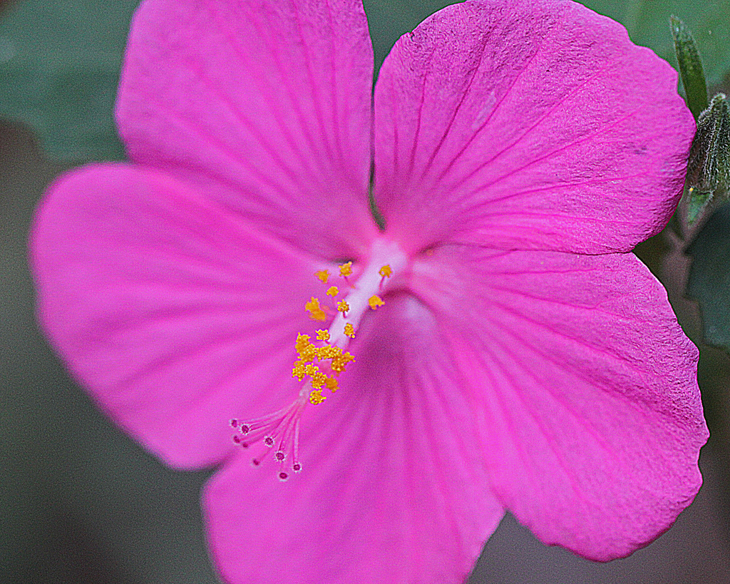 Pavonia lasiopetala - rose pavonia