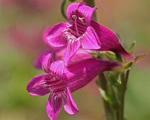 Red Penstemon Red Penstemon