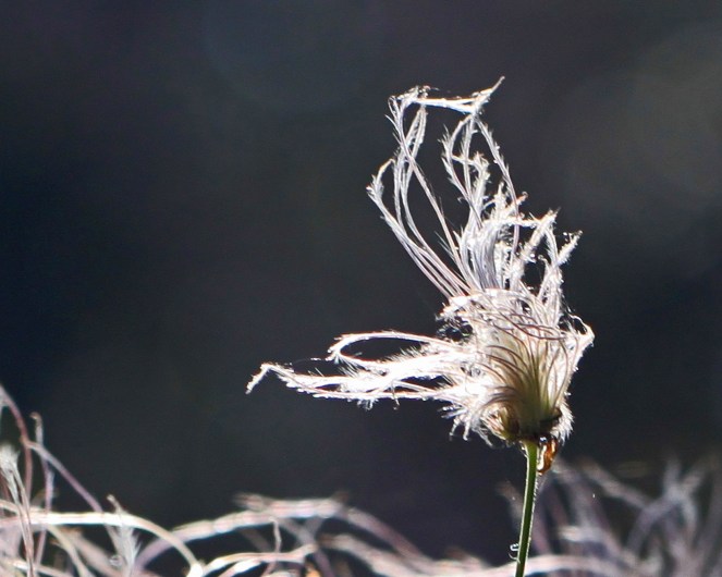 Clematis drummondii - Old man's beard