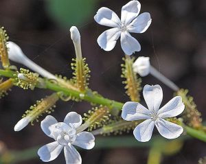 white flower 10-29-2012