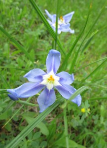 Nemastylis geminiflora - Pleat Leaf Lily