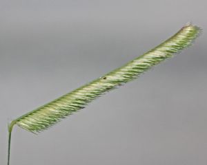 Bouteloua gracilis - Blue Grama