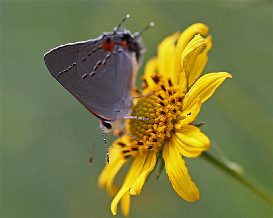 Strymon melinus - Gray Hairstreak