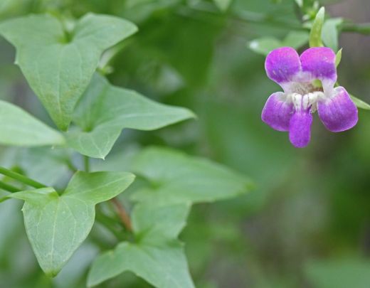 Maurandella antirrhiniflora-Snapdragon Vine