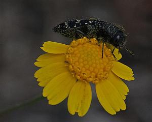 possibly Yellow Bitterweed - Helenium Amarum