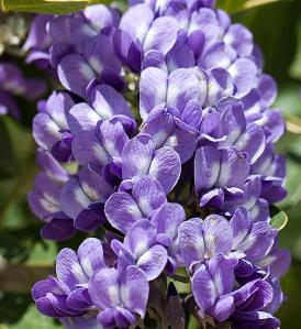 Sophora secundiflora - Texas Mountain Laurel Sophora secundiflora - Texas Mountain Laurel