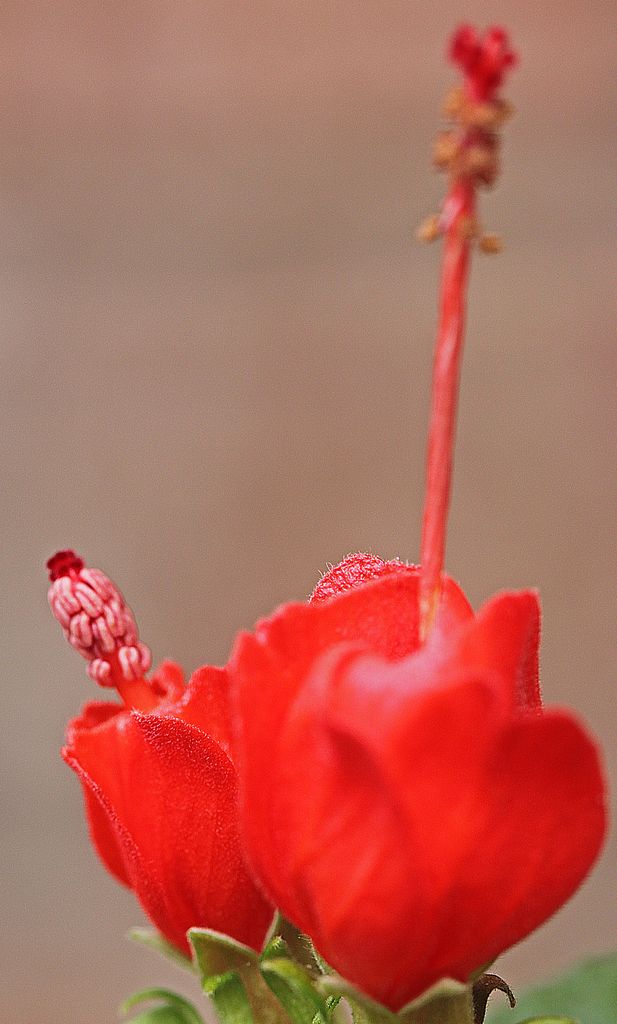 Malvaviscus arboreus - Turks Cap