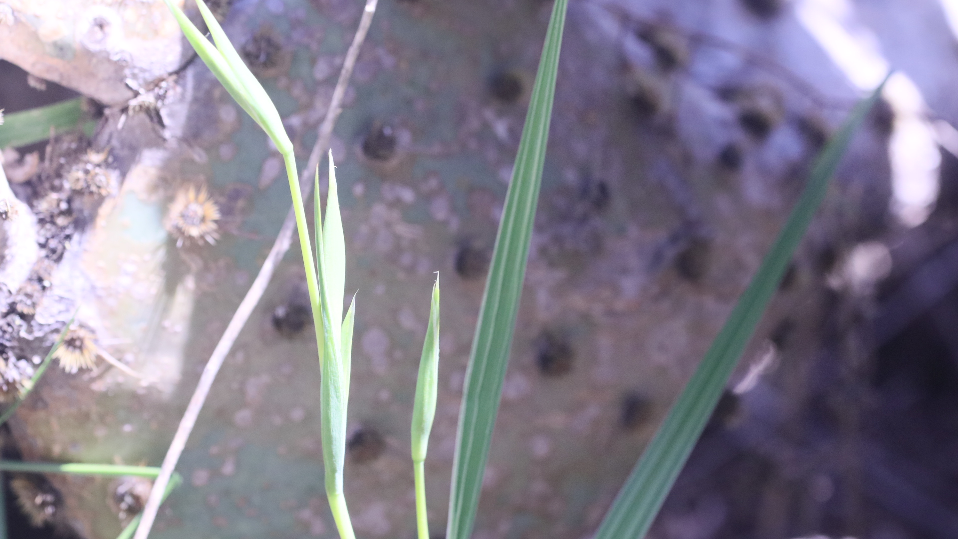 Celestial before blooms open (leaves to the right, stems with unopened inflorescences on the left)