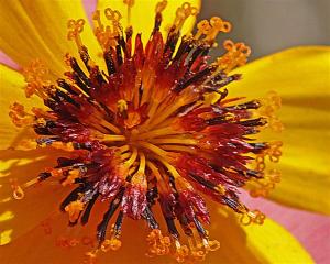 Thelesperma - Greenthread