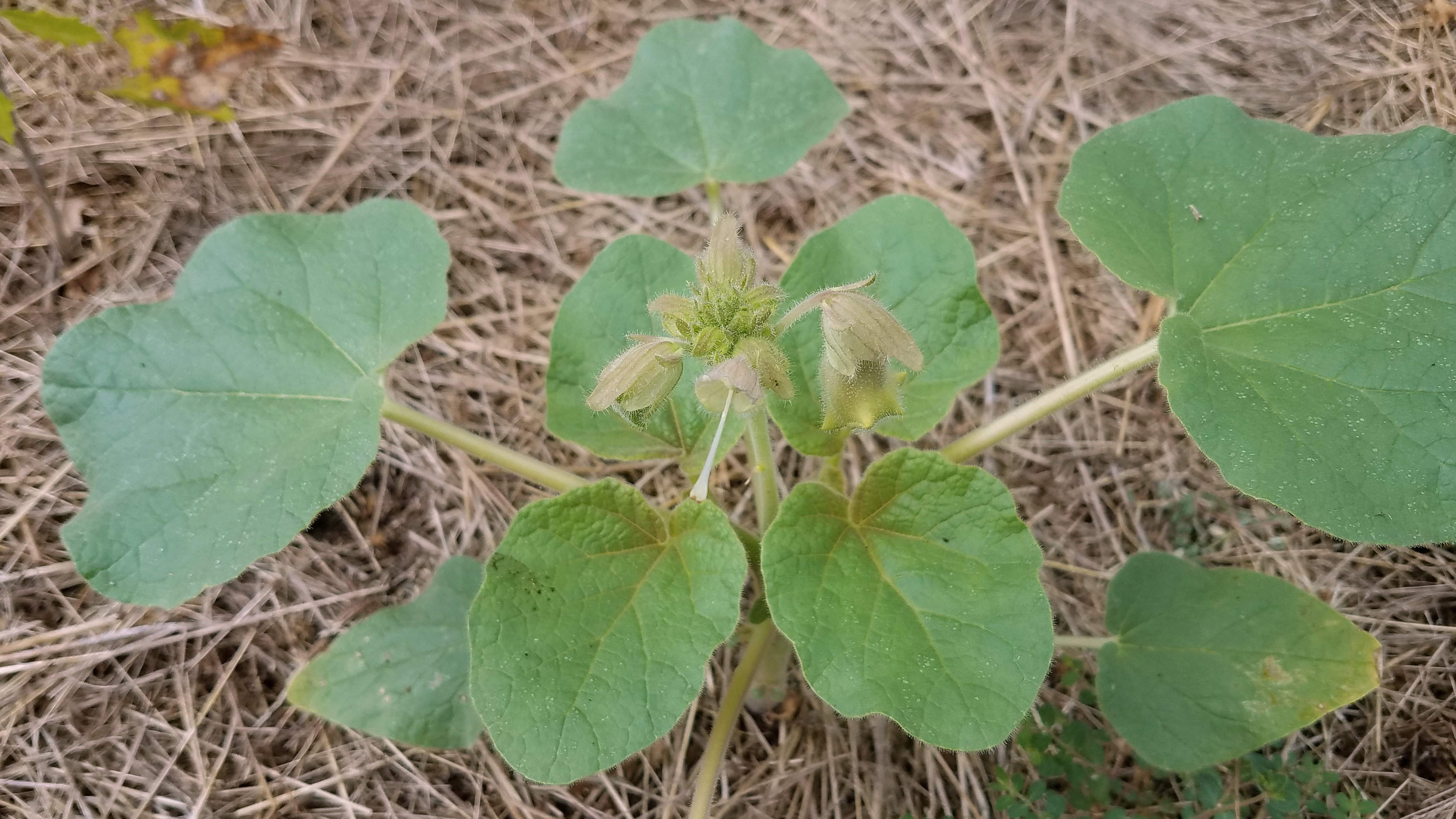 Ram's Horn or Devil's Claw