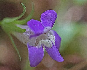 Maurandella antirrhiniflora - Snapdragon Vine Maurandella antirrhiniflora - Snapdragon Vine