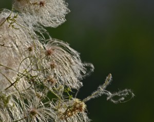 Old man's beard (Clematis drummondii)