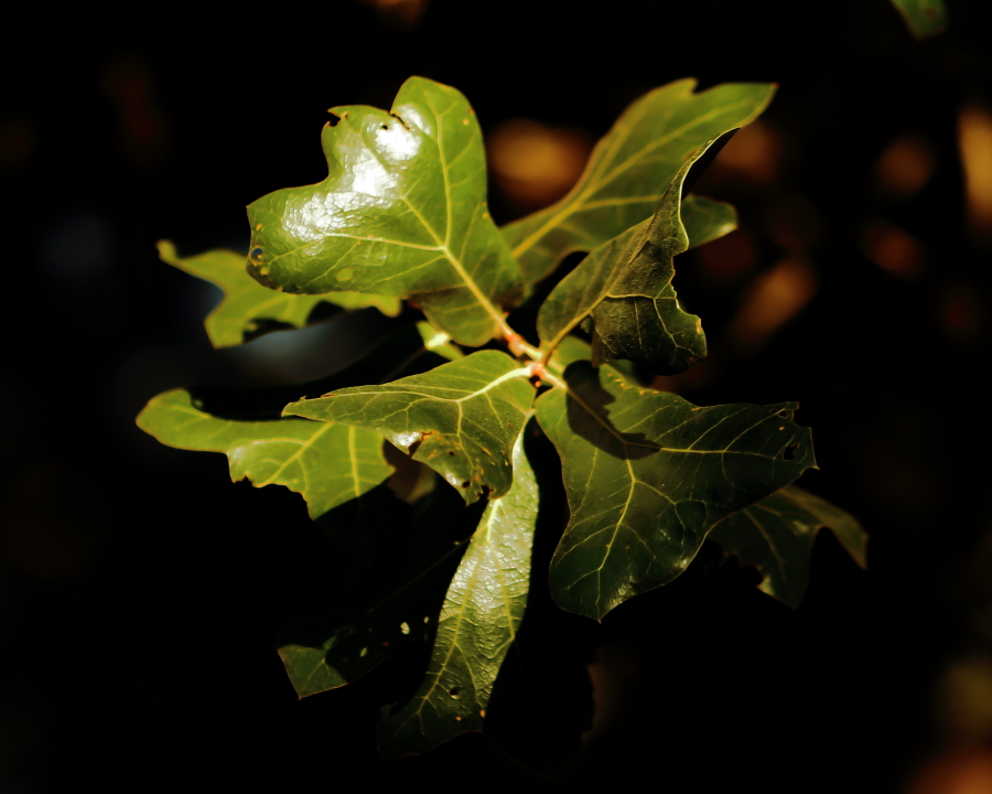 Quercas marilandis (Blackjack Oak) has distinctive "duckfoot"shaped leaves.