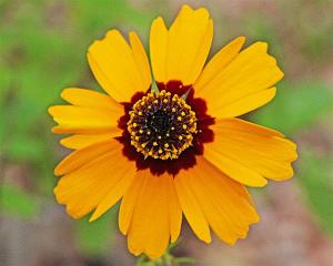 Coreopsis