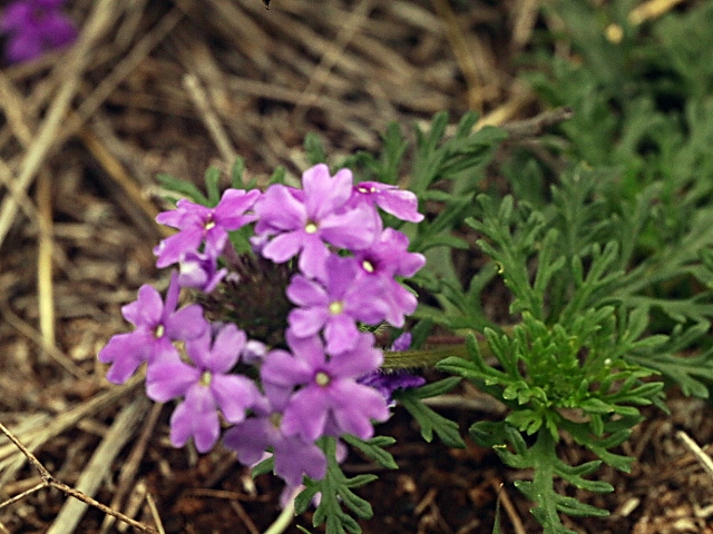 Glandularia bipinnatifida var. bipinnatifida