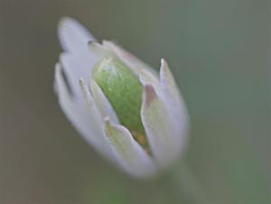 Anemone berlandieri - Wind-flower Anemone berlandieri - Wind-flower
