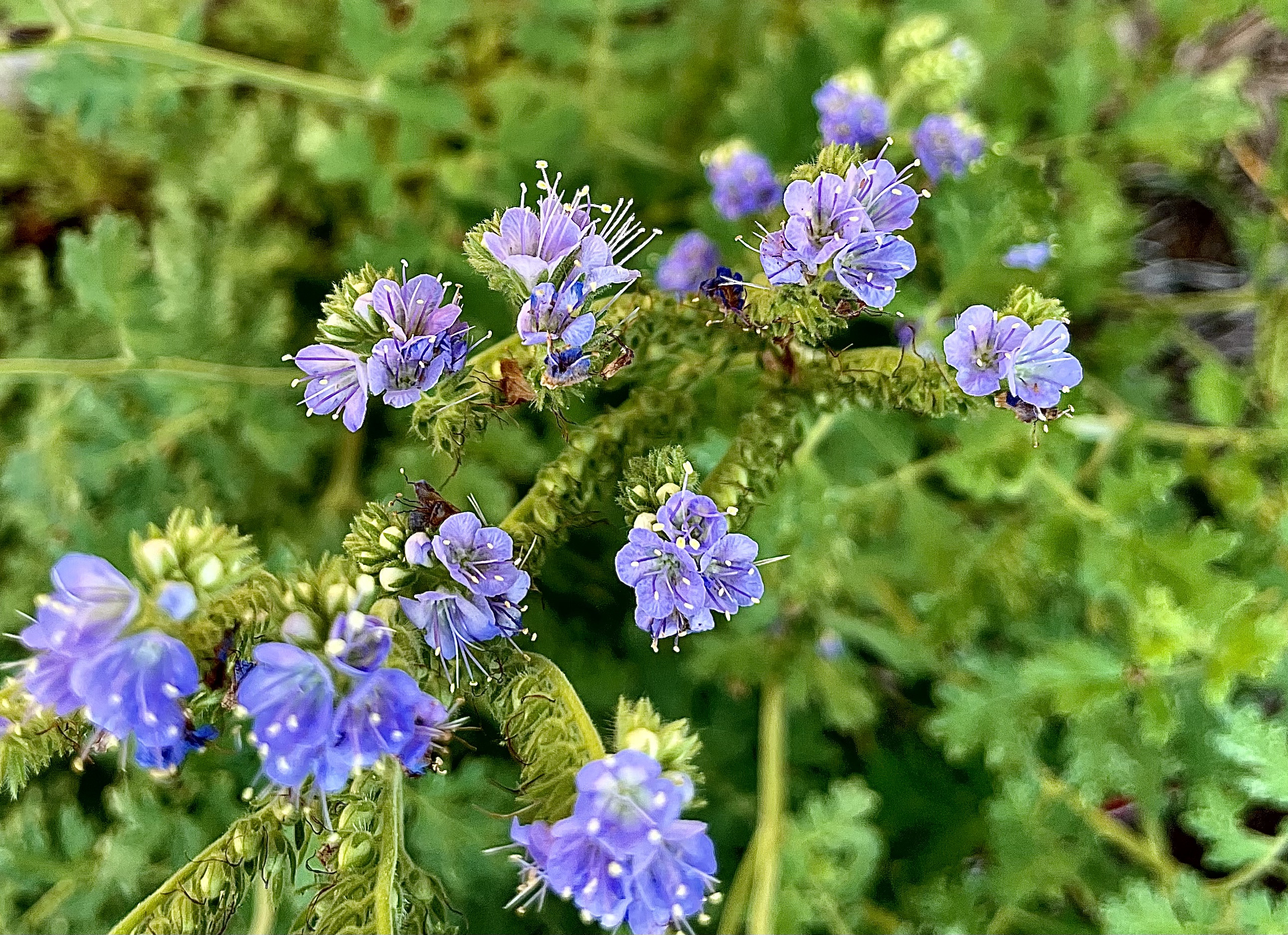 Phacelia congesta Blue Curls
