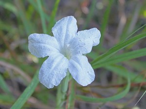 Ruellia humilis- Low ruellia