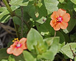 Scarlet Pimpernel - Anagallis arvensis